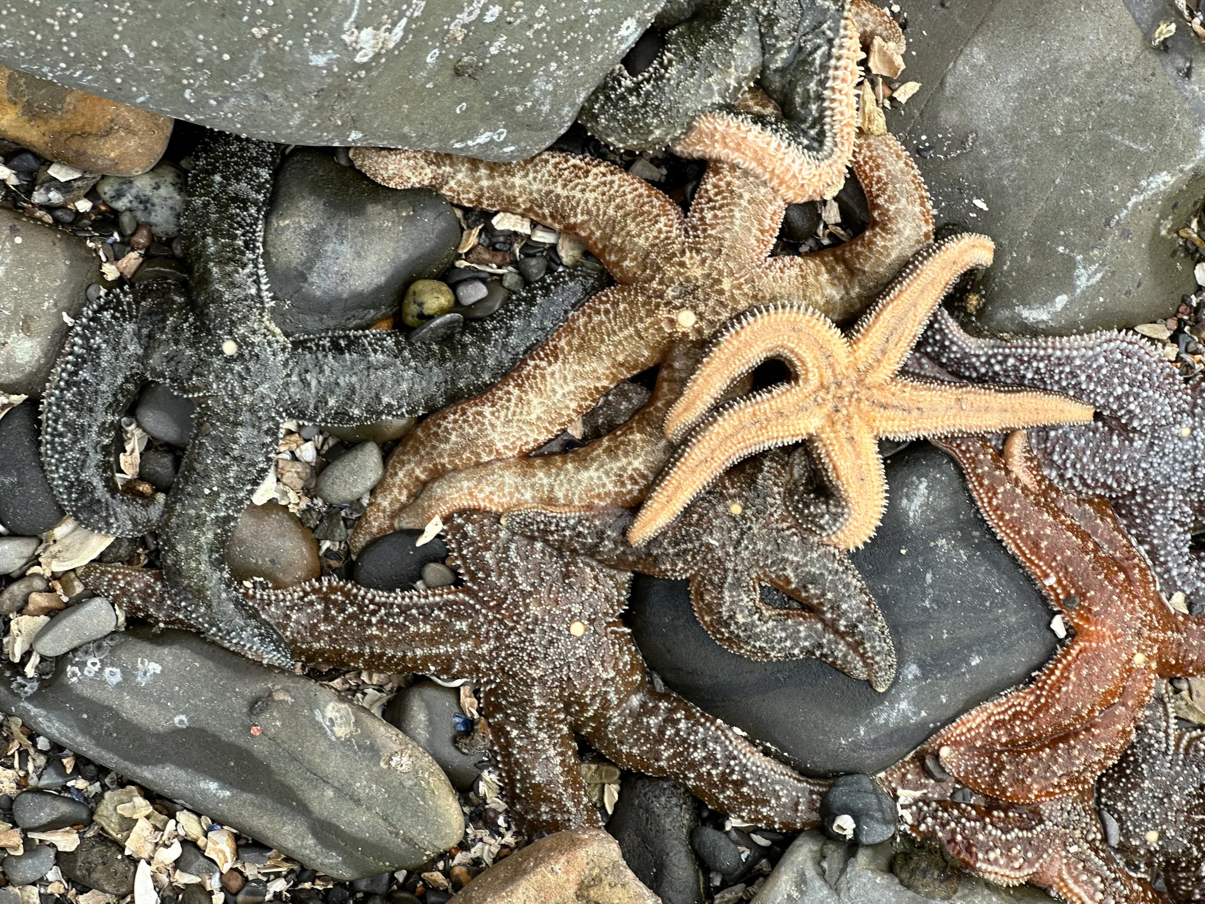 Nobody mentions the starfish beach at Icy Strait Point. They should.